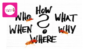 Annual termite inspection without treatment