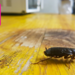 Most-common-pests-in-Orlando