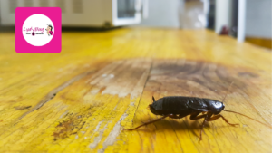 Most-common-pests-in-Orlando