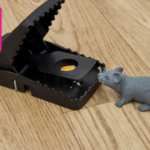 Mouse avoiding trap in kitchen near wall