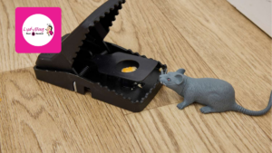 Mouse avoiding trap in kitchen near wall